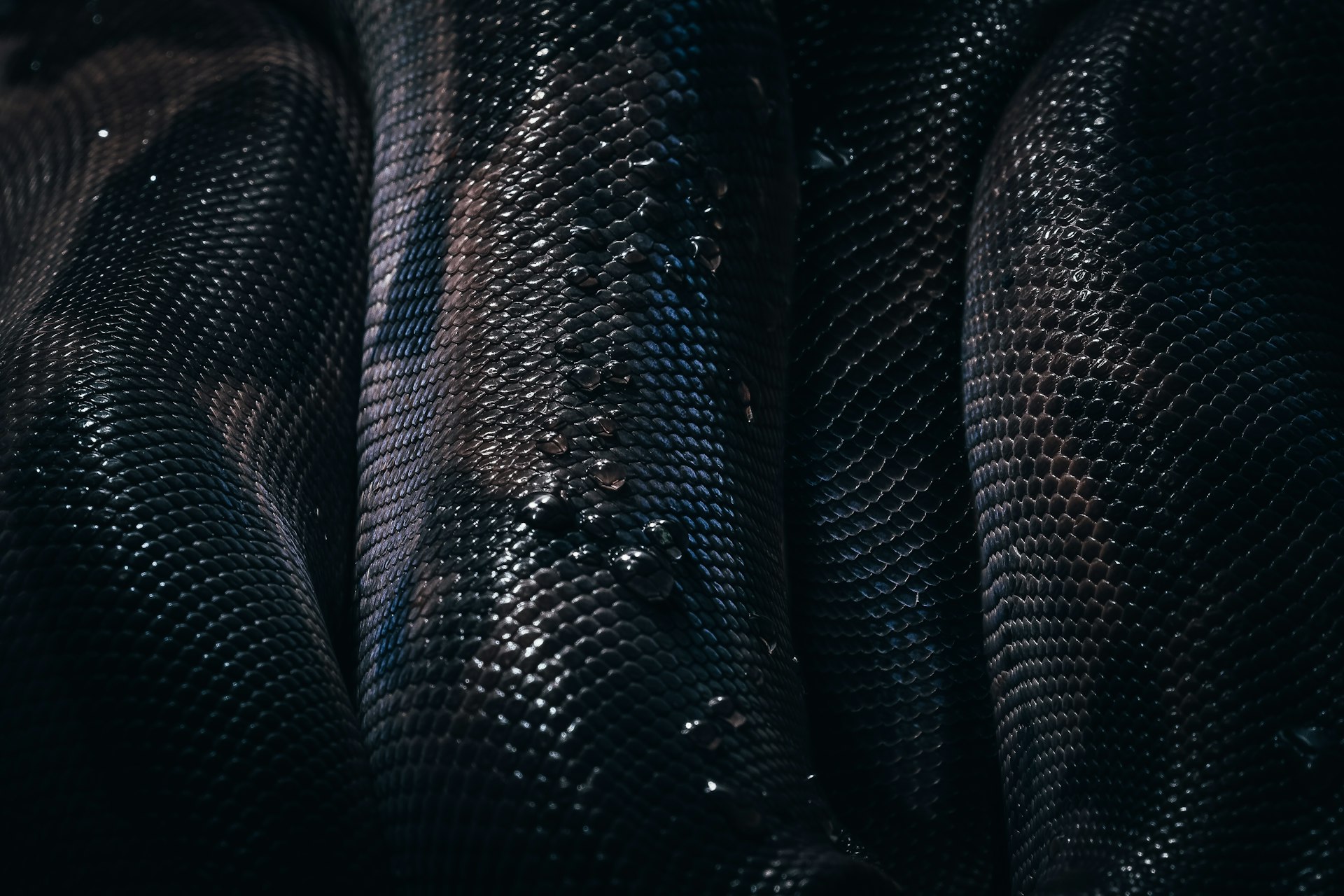 black and gray snake skin textile